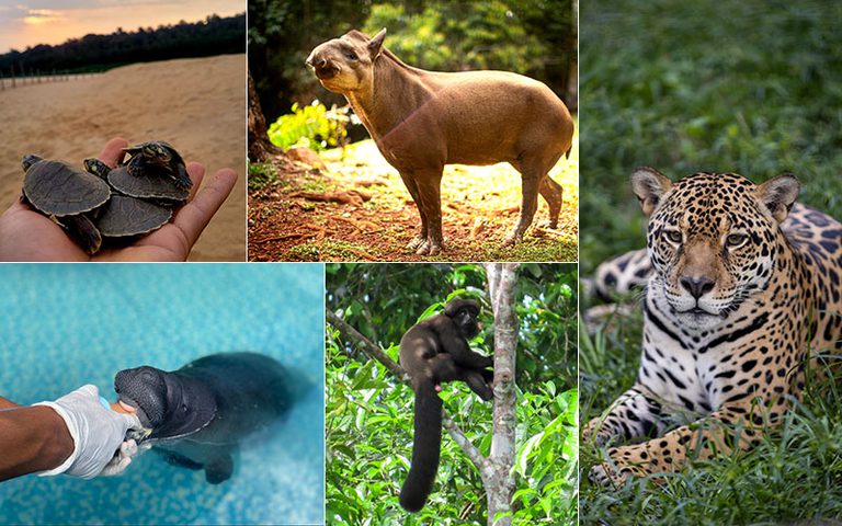 Animais com genona mapeado