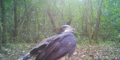 Foto: Projeto Onças do Iguaçu